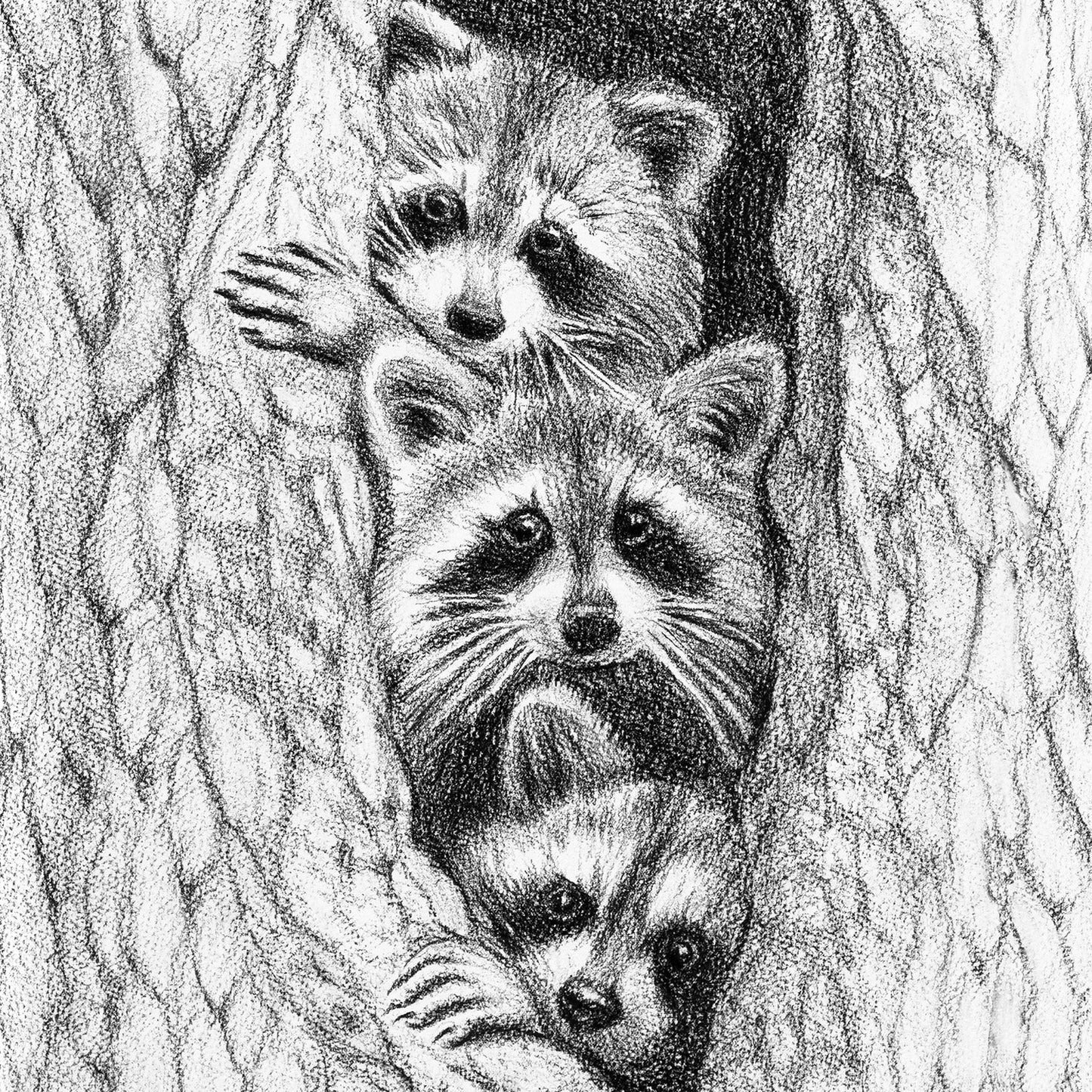 3 ratons dans un arbre - animaux noir et blanc