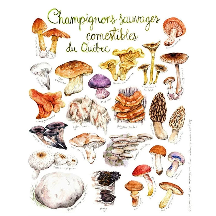 Champignons sauvages comestibles