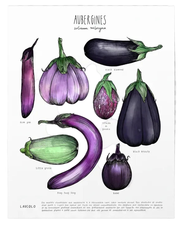 Aubergines
