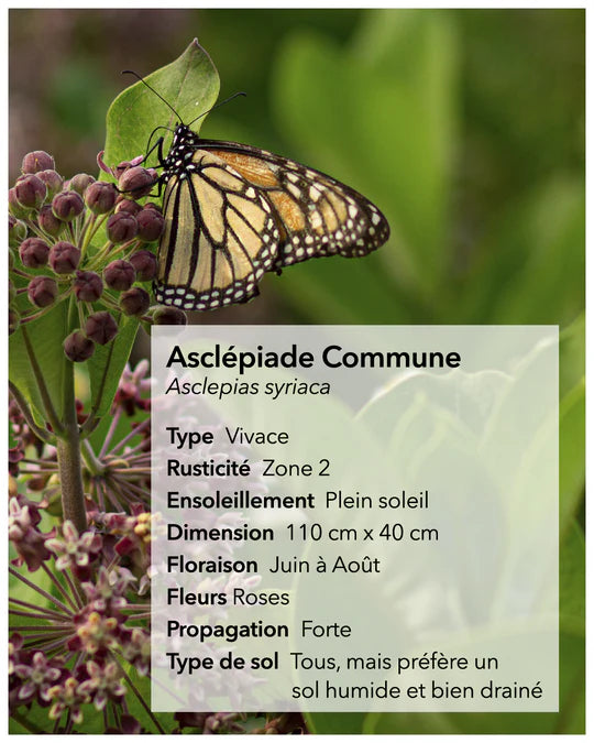 Graines d'asclépiade