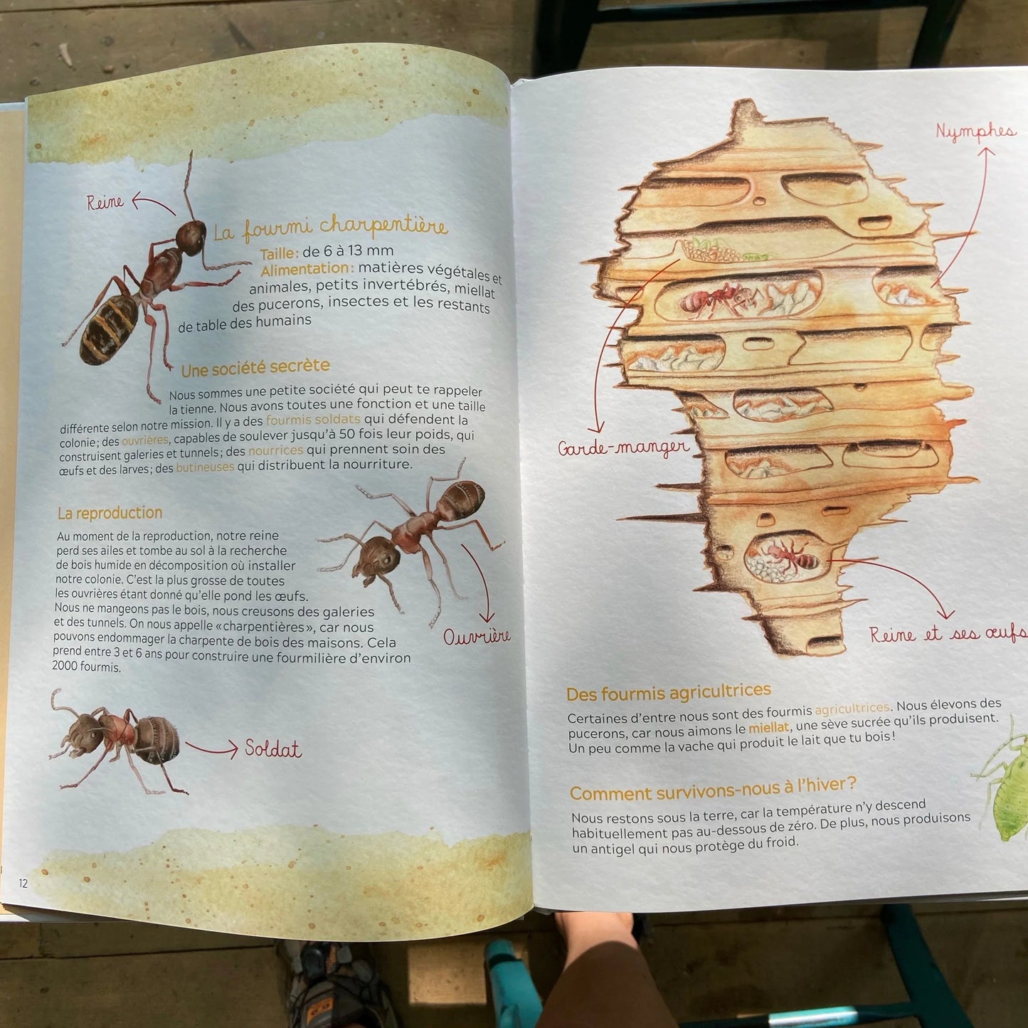 Livre Les petites bestioles du Québec