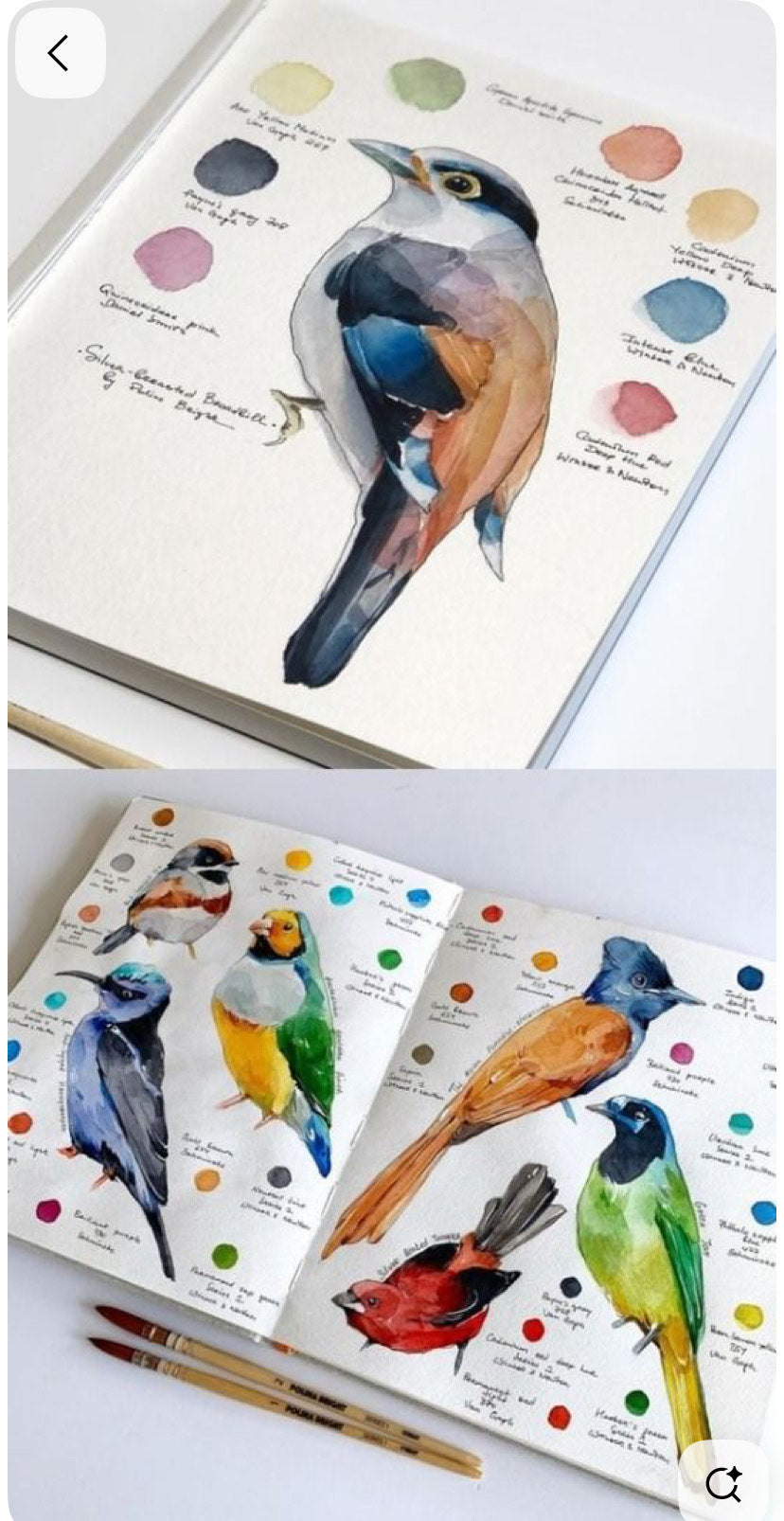Oiseaux à l'aquarelle | 16 octobre