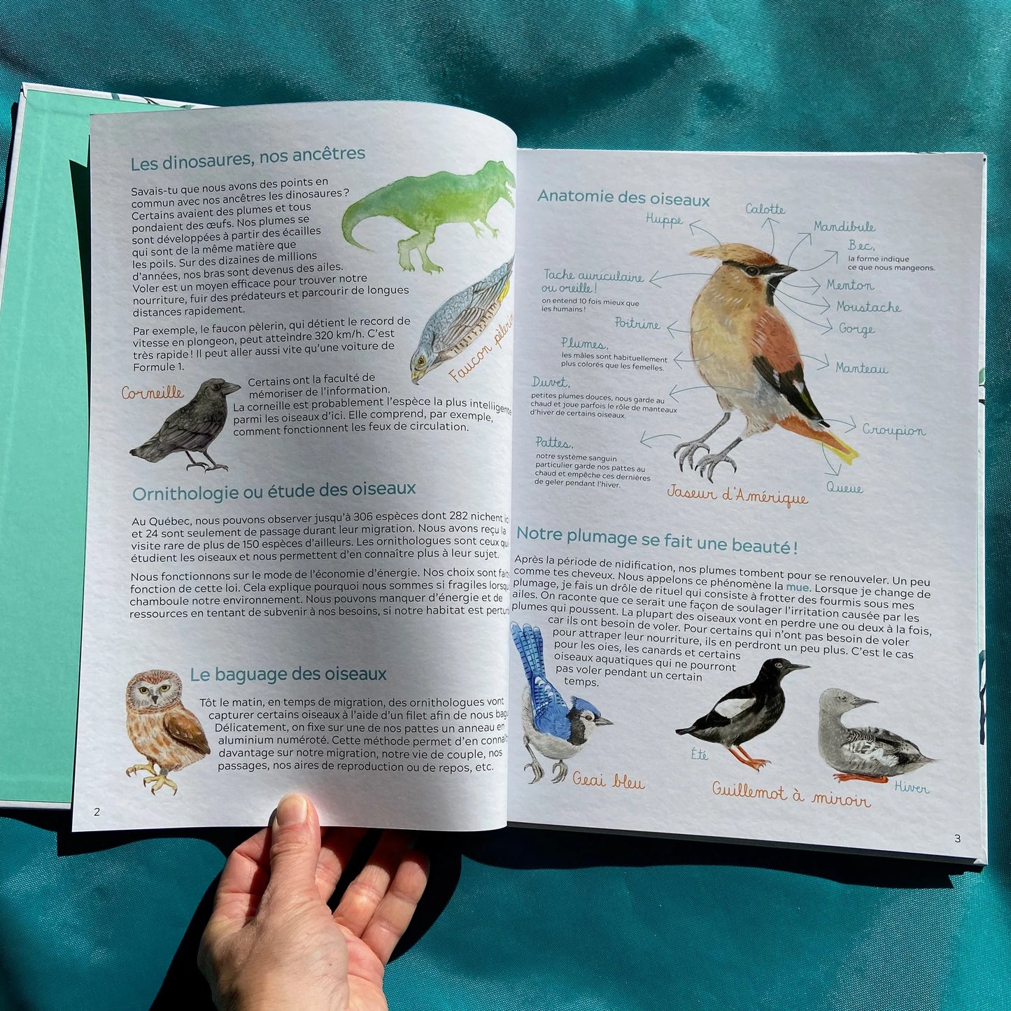 Livre Les oiseaux du Québec