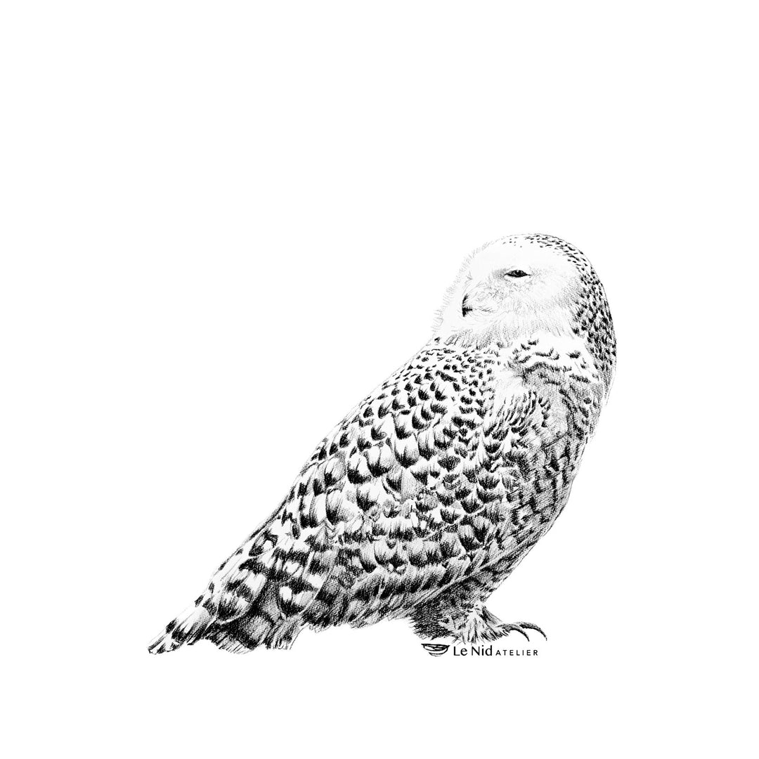 Harfand des neiges