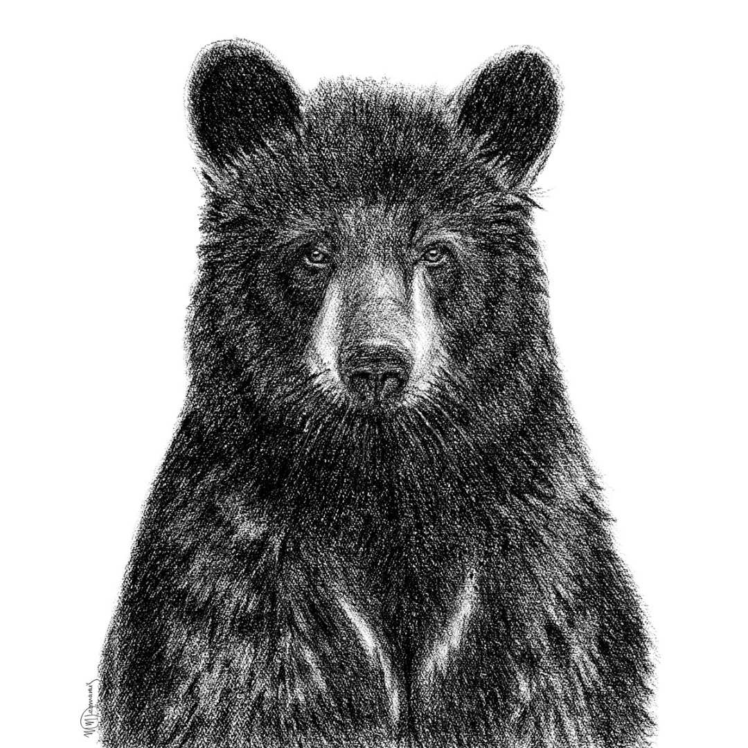 Ours noir - animaux noir et blanc