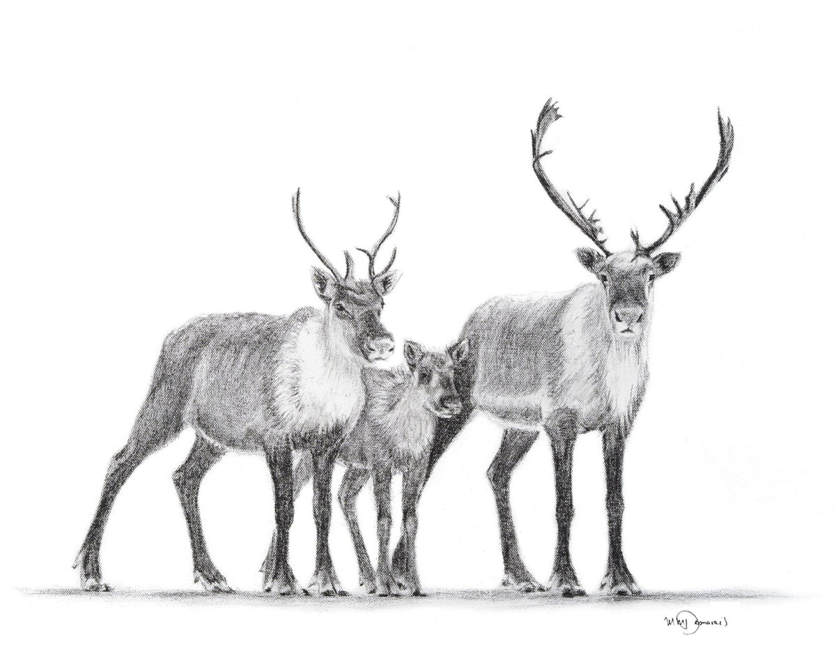 Famille de Caribous - animaux noir et blanc