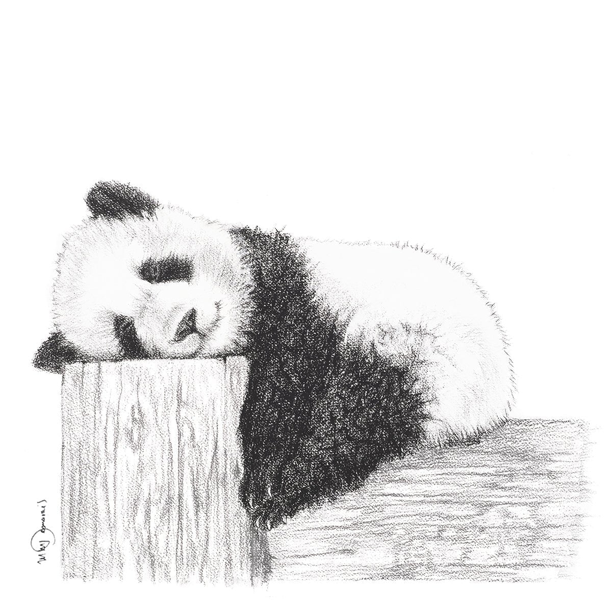 Pause Panda - animaux noir et blanc
