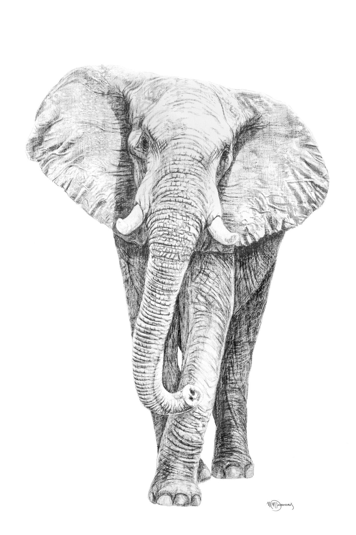 Éléphant - animaux noir et blanc