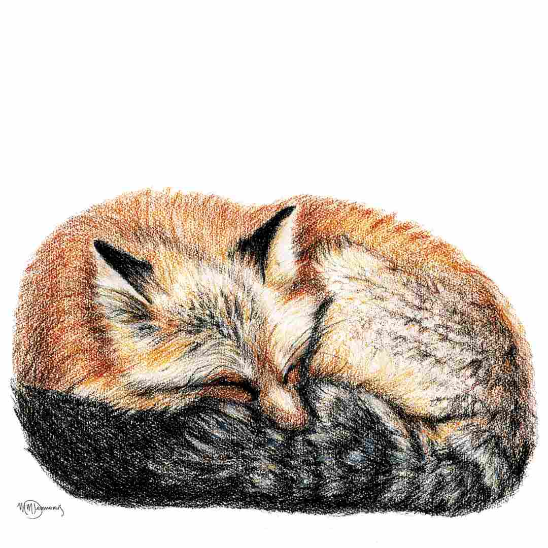 Renard endormi - animaux couleur