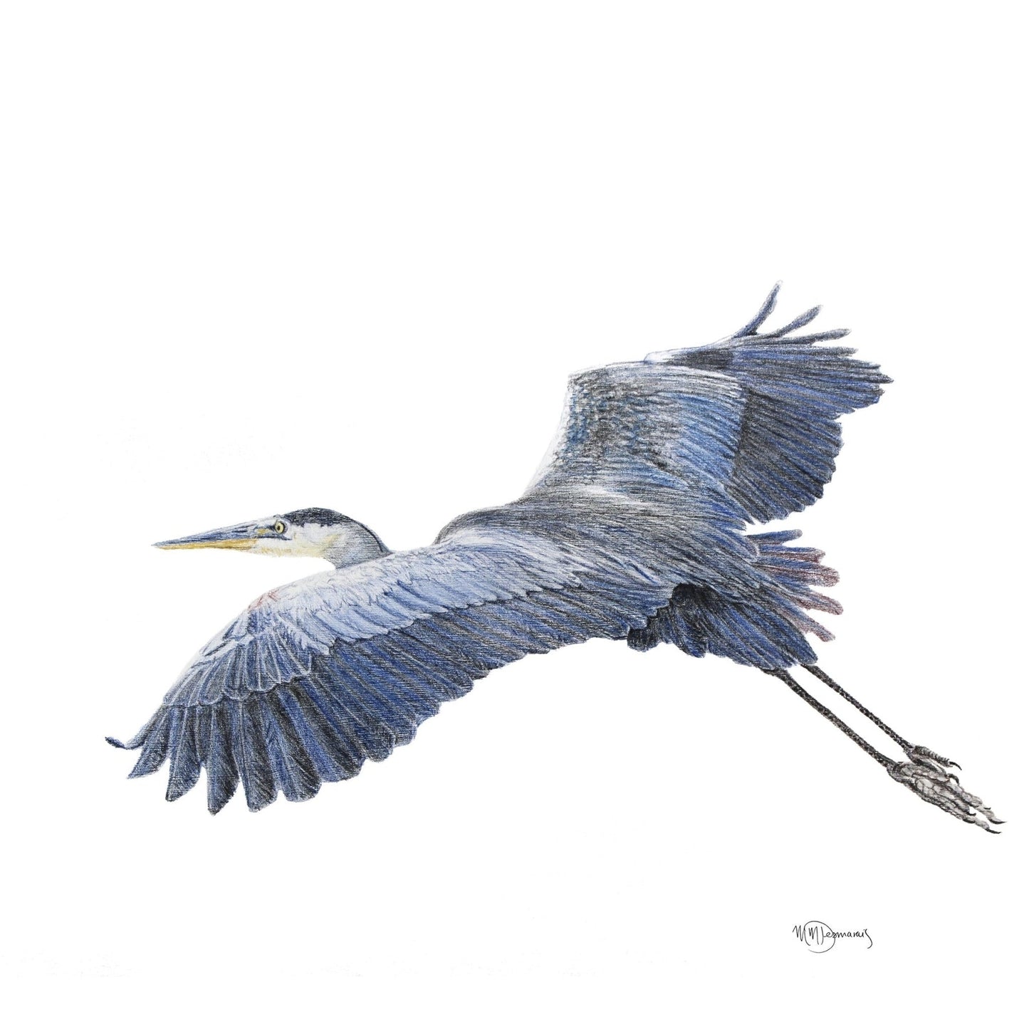 Grand Héron bleu - animaux couleur