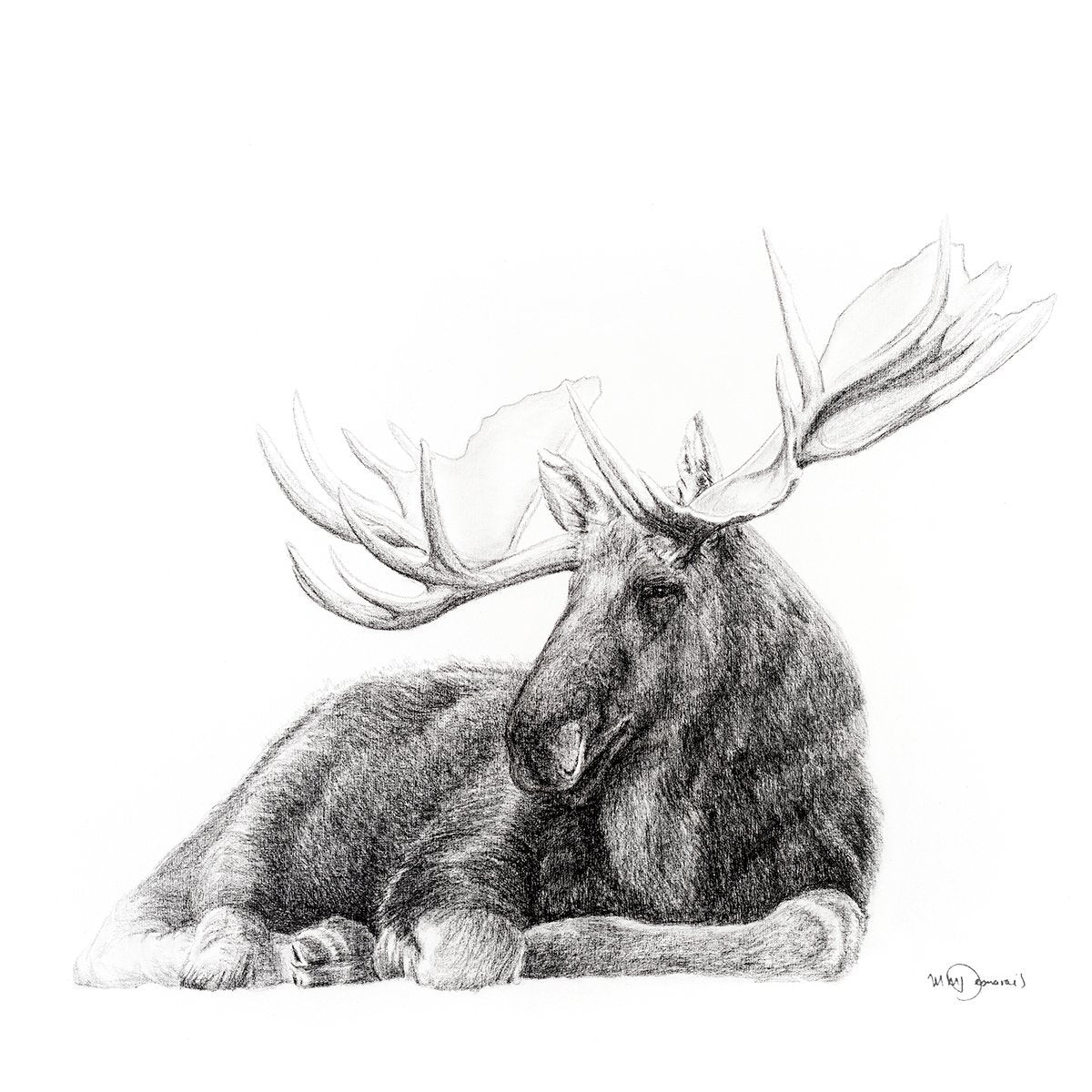 Orignal - animaux noir et blanc
