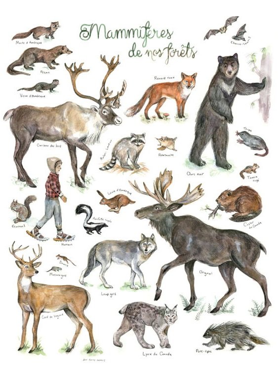Mammifères de nos forêts