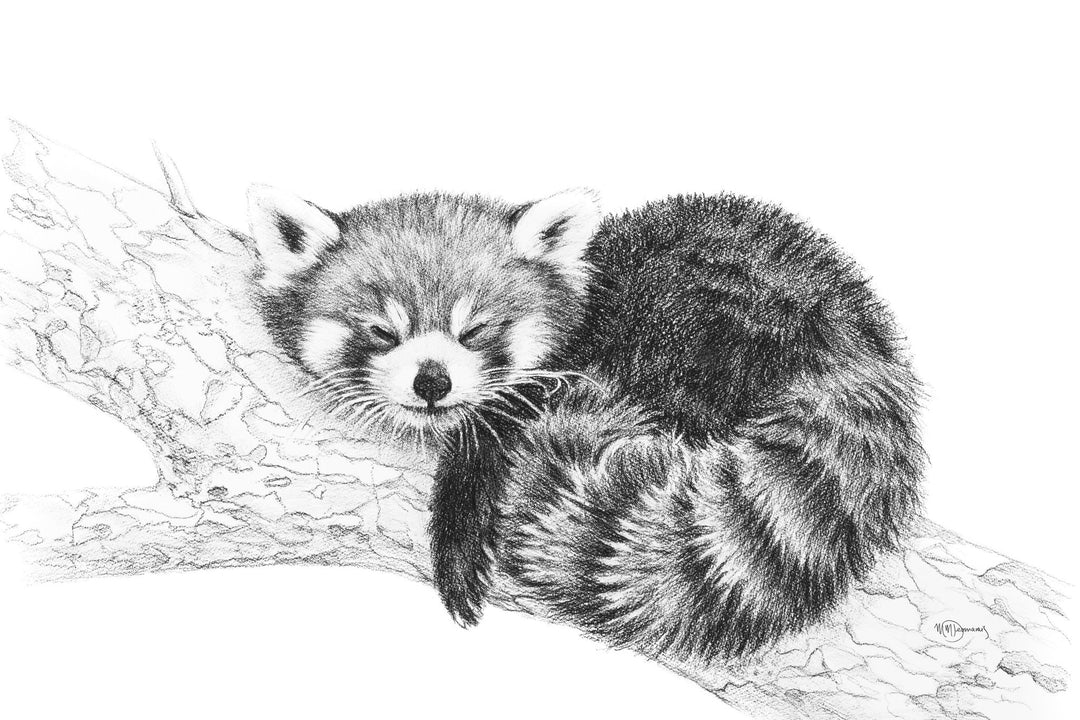Panda roux - animaux noir et blanc