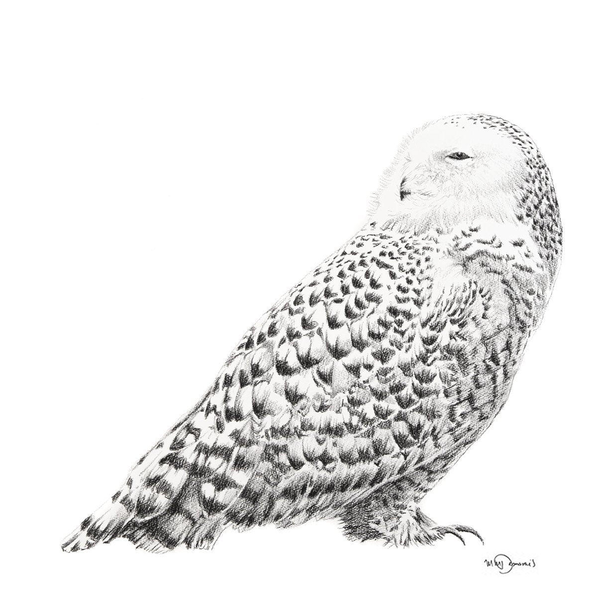 Harfang des Neiges - animaux noir et blanc