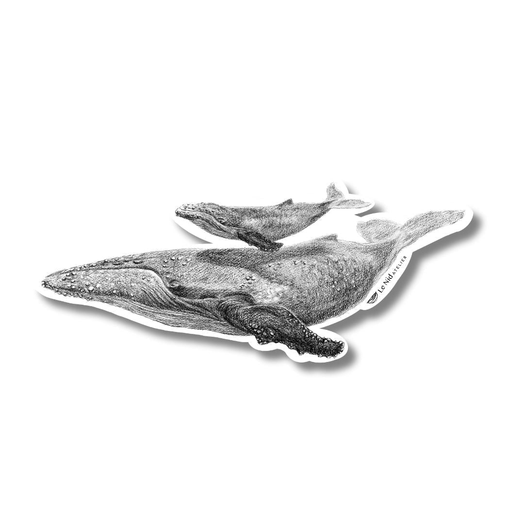 Baleine et son bébé