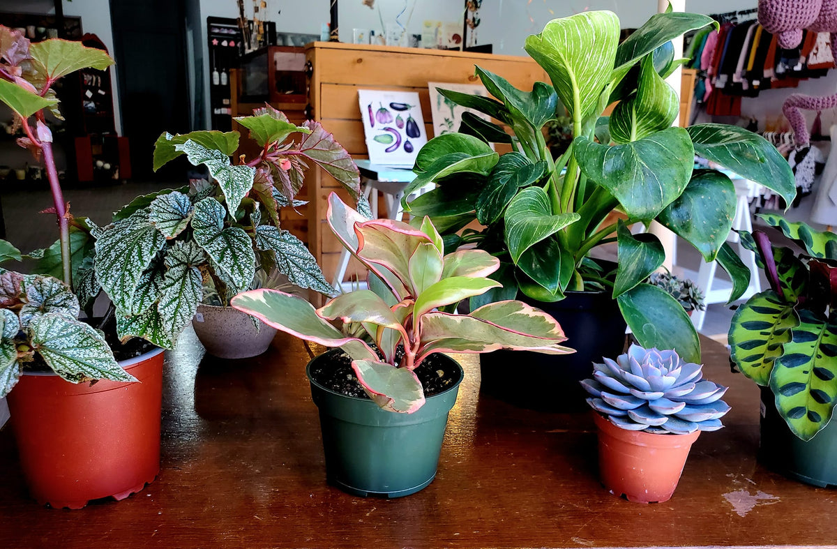 Plantes et jardinage