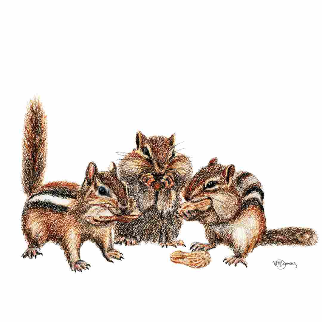 3 Tamias Rayés -  animaux couleur
