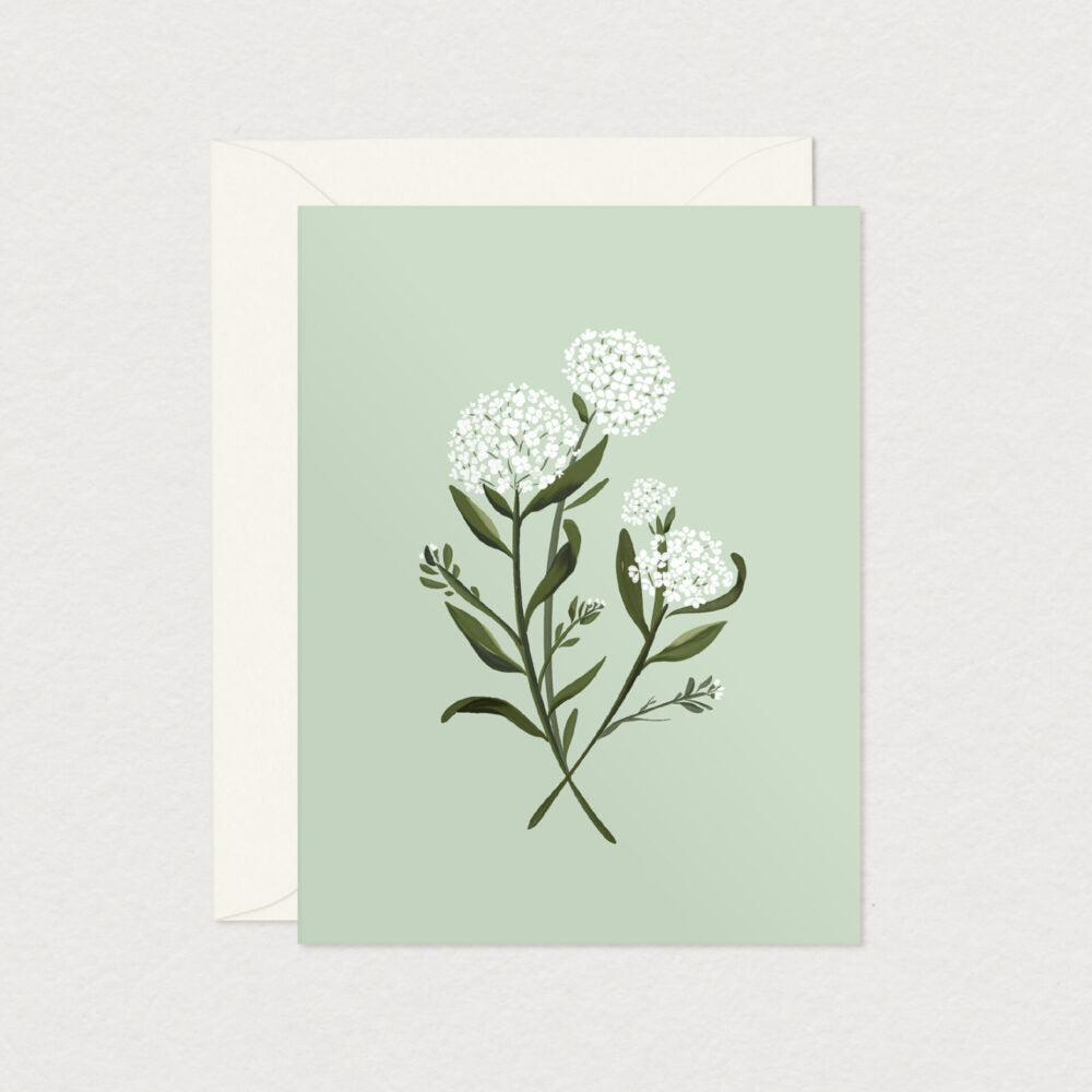 Cartes de souhaits régulières – Mimosa Design