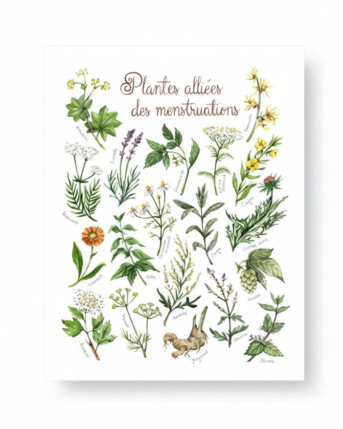 Plantes alliées des menstruations