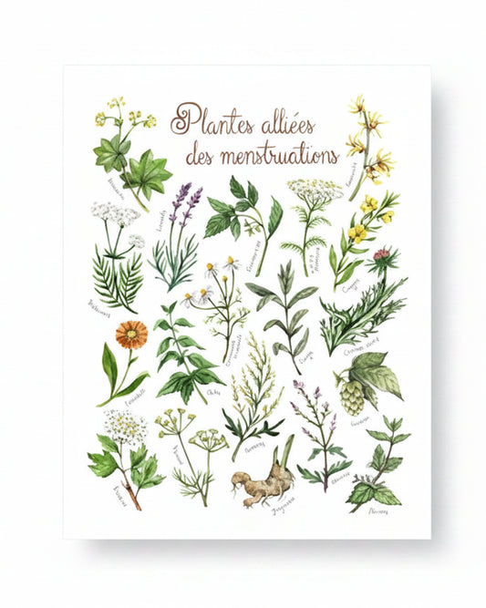 Plantes alliées des menstruations