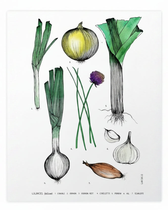 Oignons et compagnie