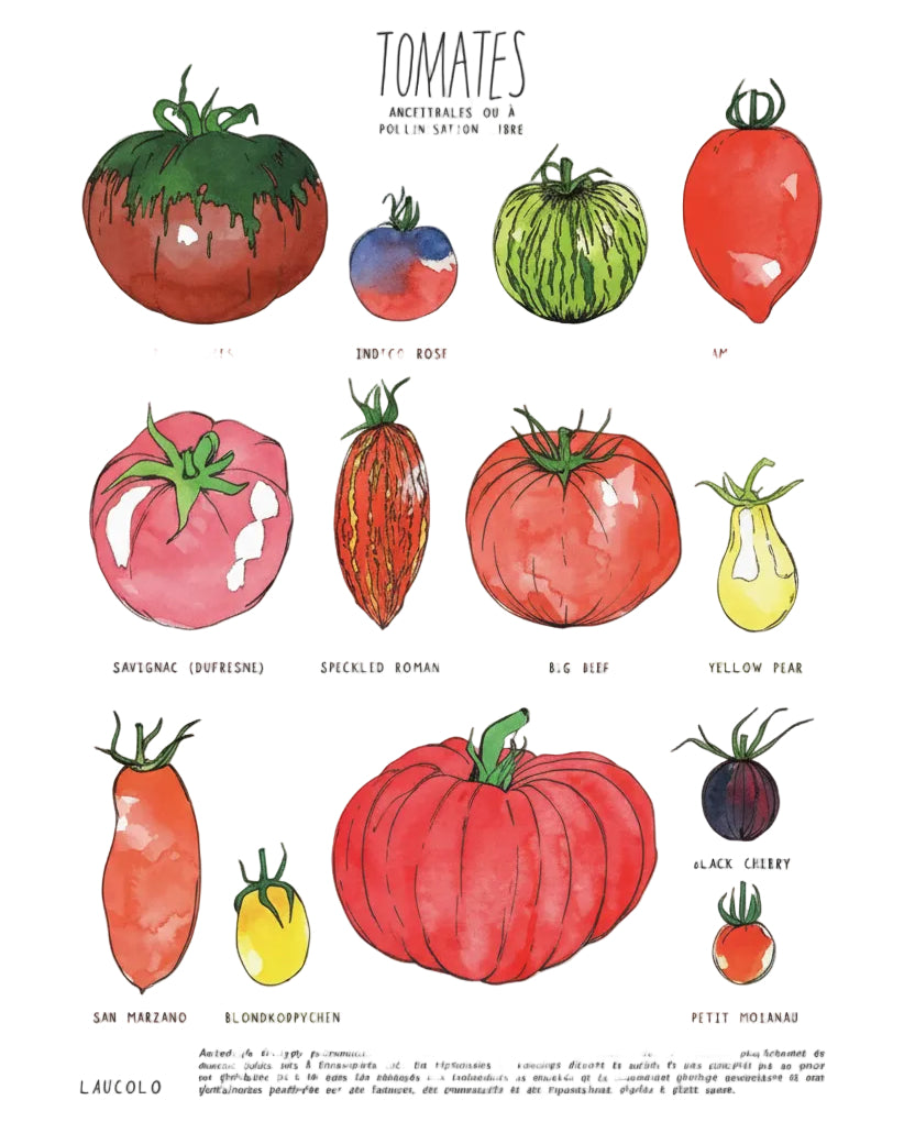 Tomates ancestrales ou à pollinisation libre