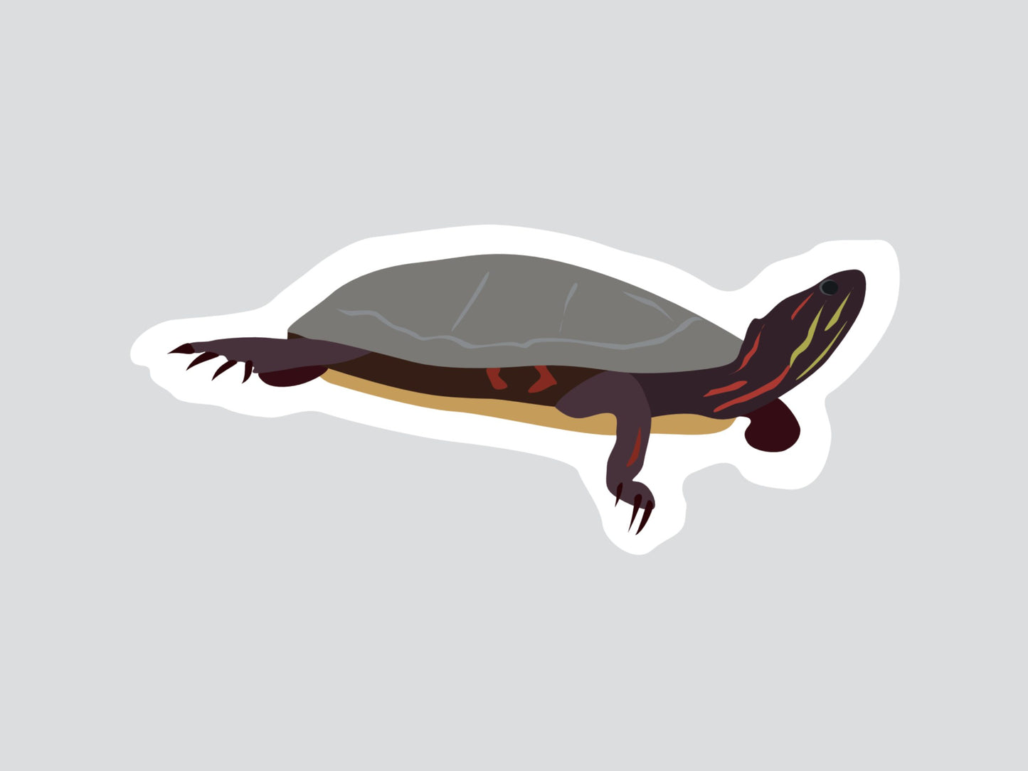 Tortue peinte