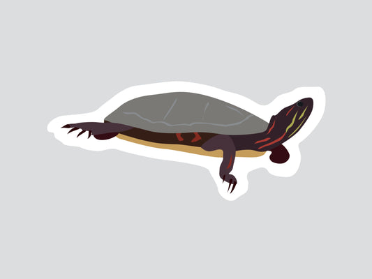 Tortue peinte