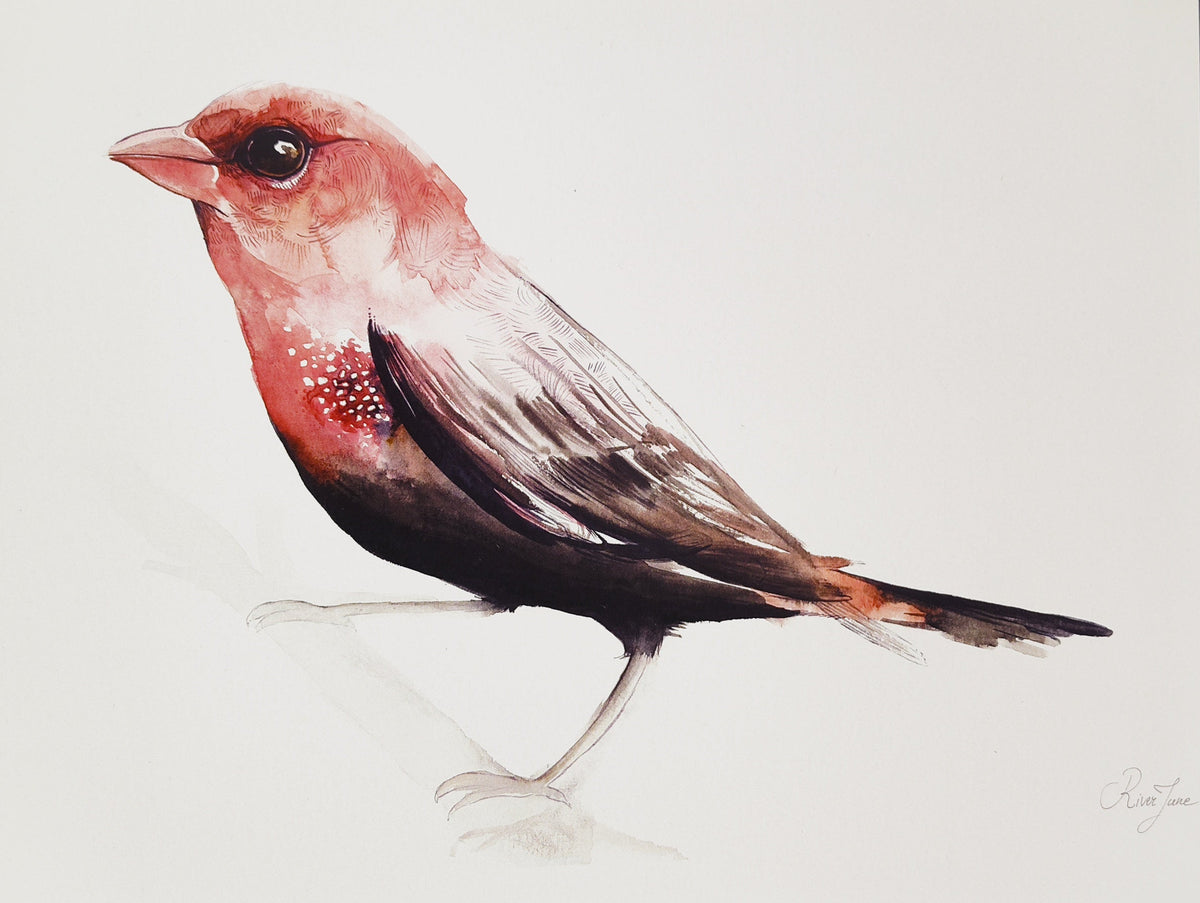 Oiseaux - 8.5 x 11 po - River June