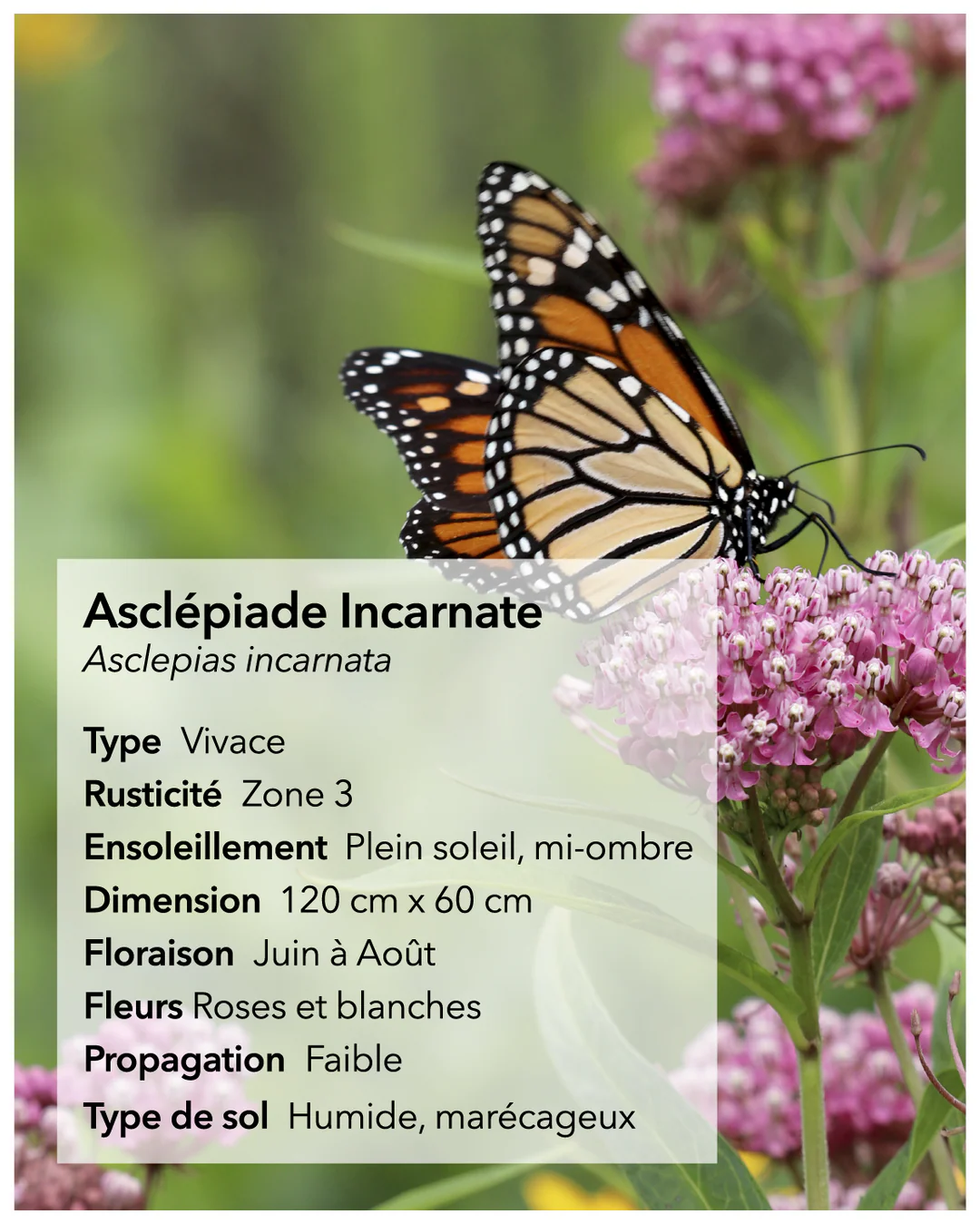 Semances d'asclépiade (stratifiées)