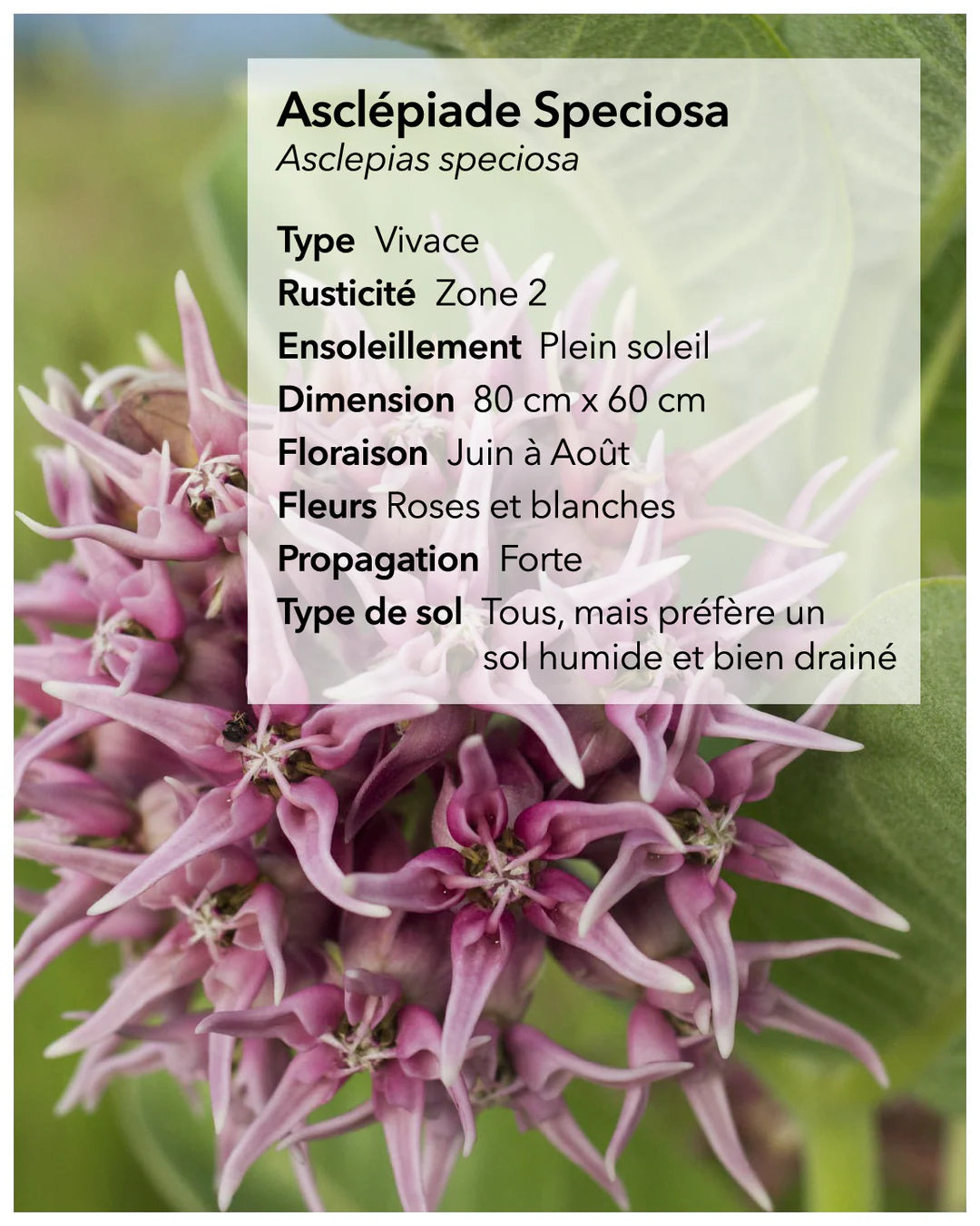 Semances d'asclépiade (stratifiées)