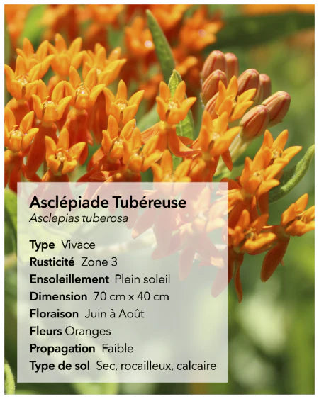 Semances d'asclépiade (stratifiées)