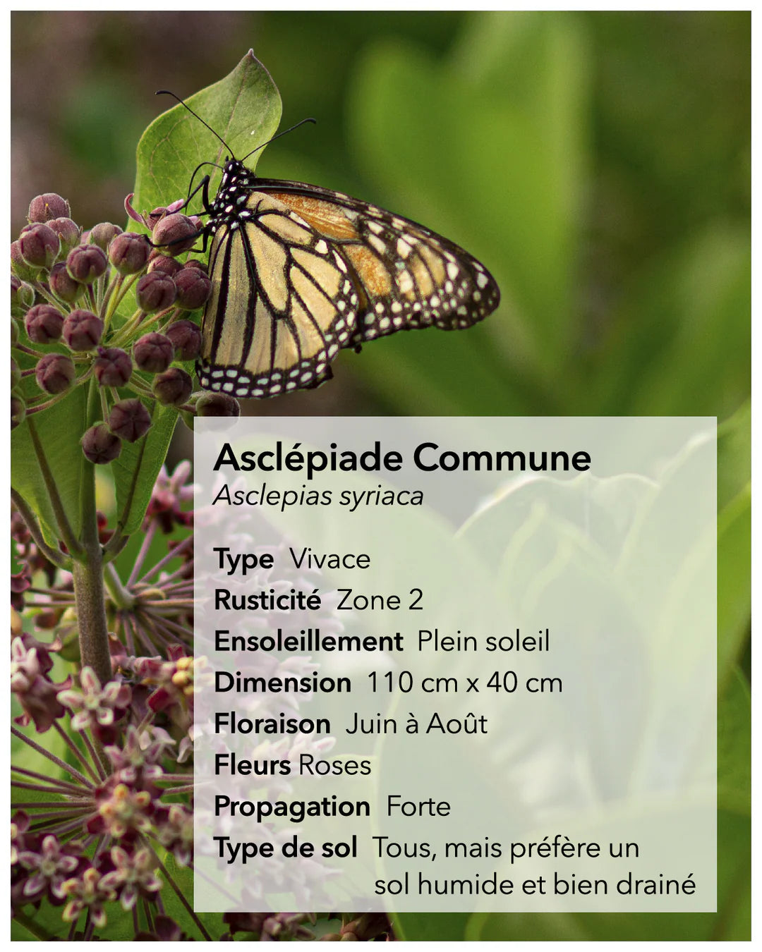Semances d'asclépiade (stratifiées)