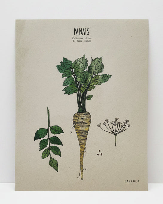 Panais