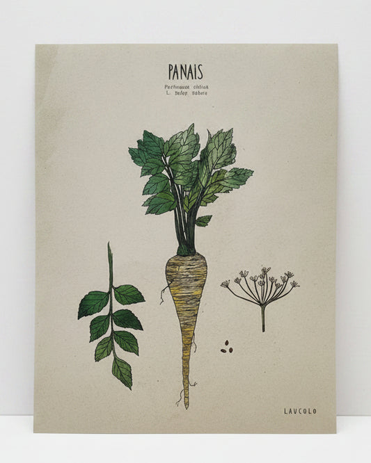 Panais
