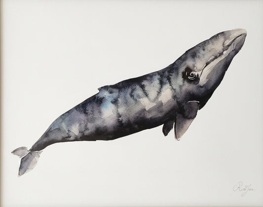Baleine grise
