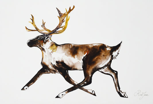 Caribou forestier