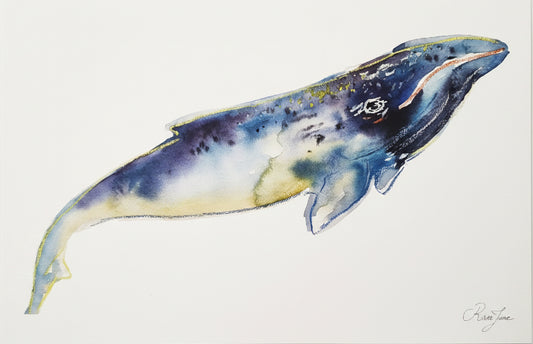 Baleine bleue