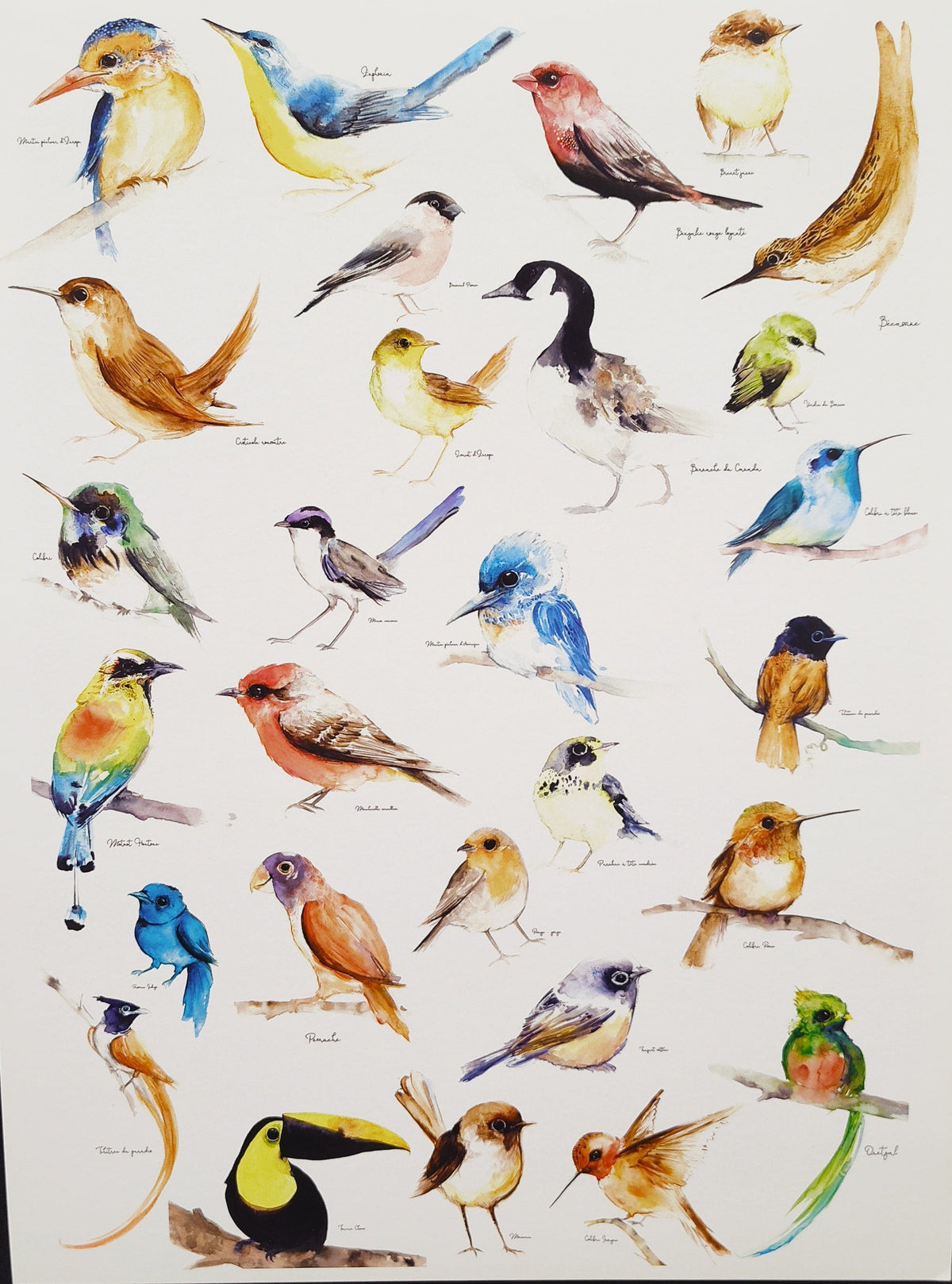 Oiseaux - 8.5 x 11 po - River June
