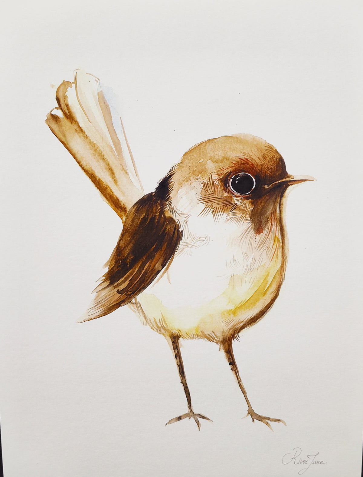Oiseaux - 8.5 x 11 po - River June