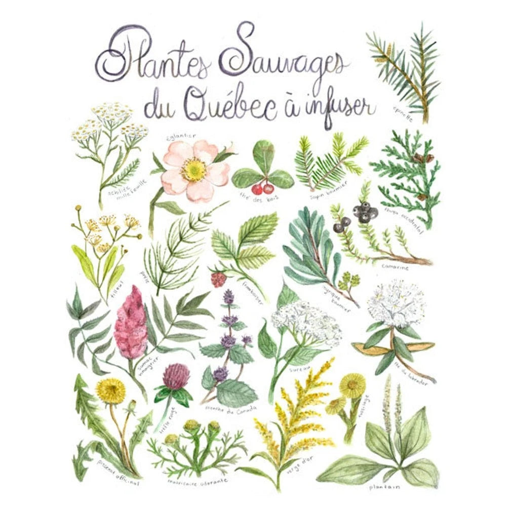 Plantes sauvages à infuser
