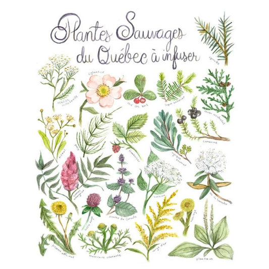 Plantes sauvages à infuser