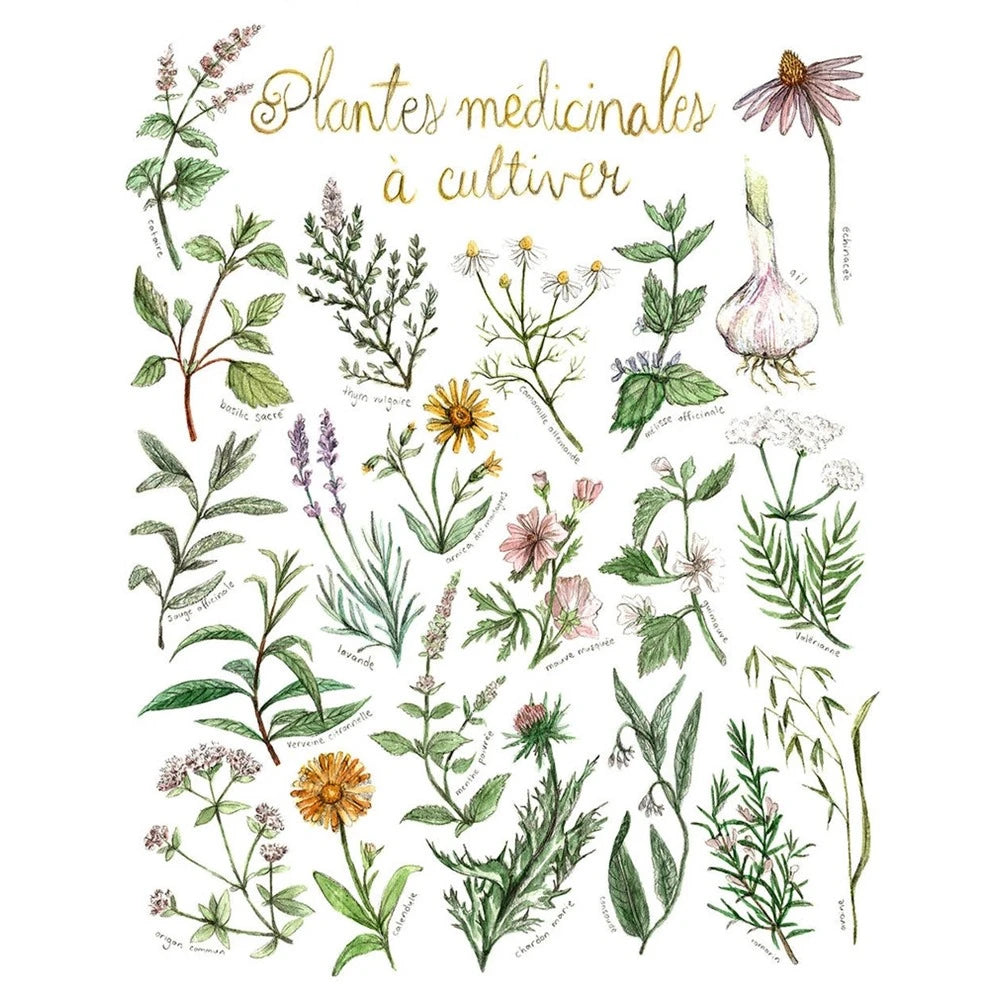 Plantes médicinales à cultiver