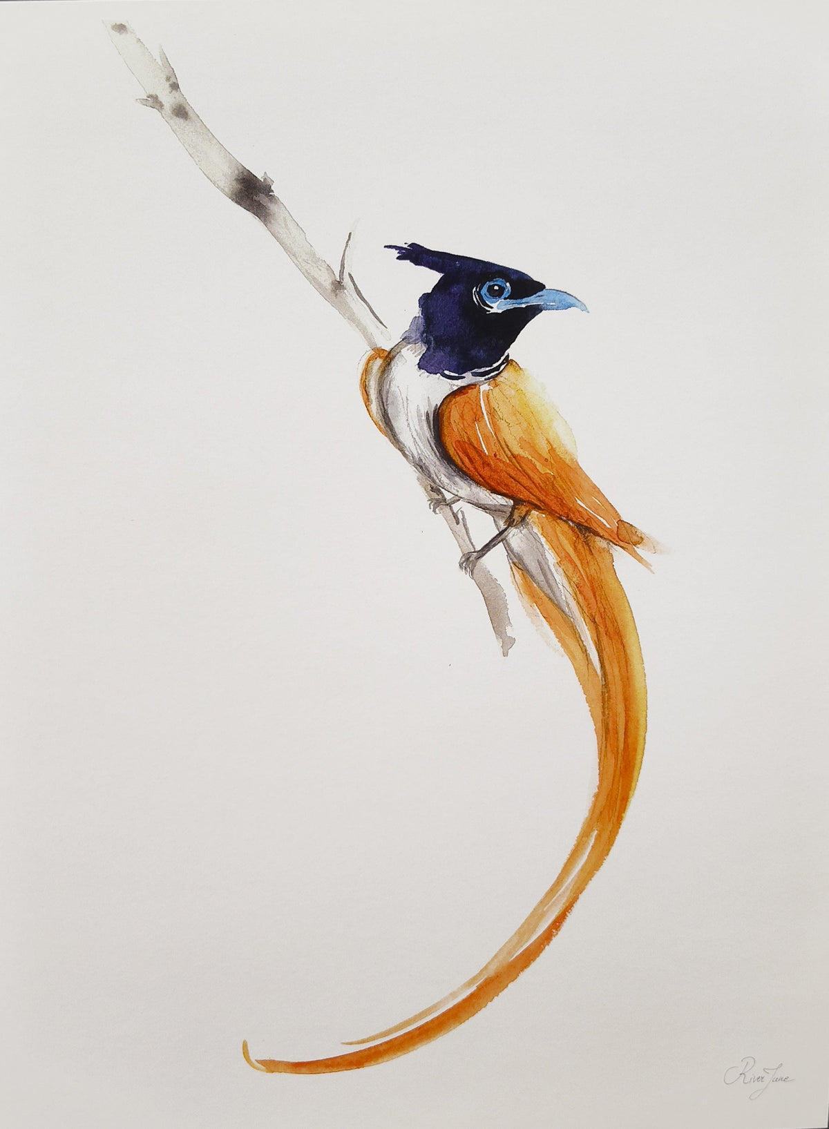 Oiseaux - 8.5 x 11 po - River June