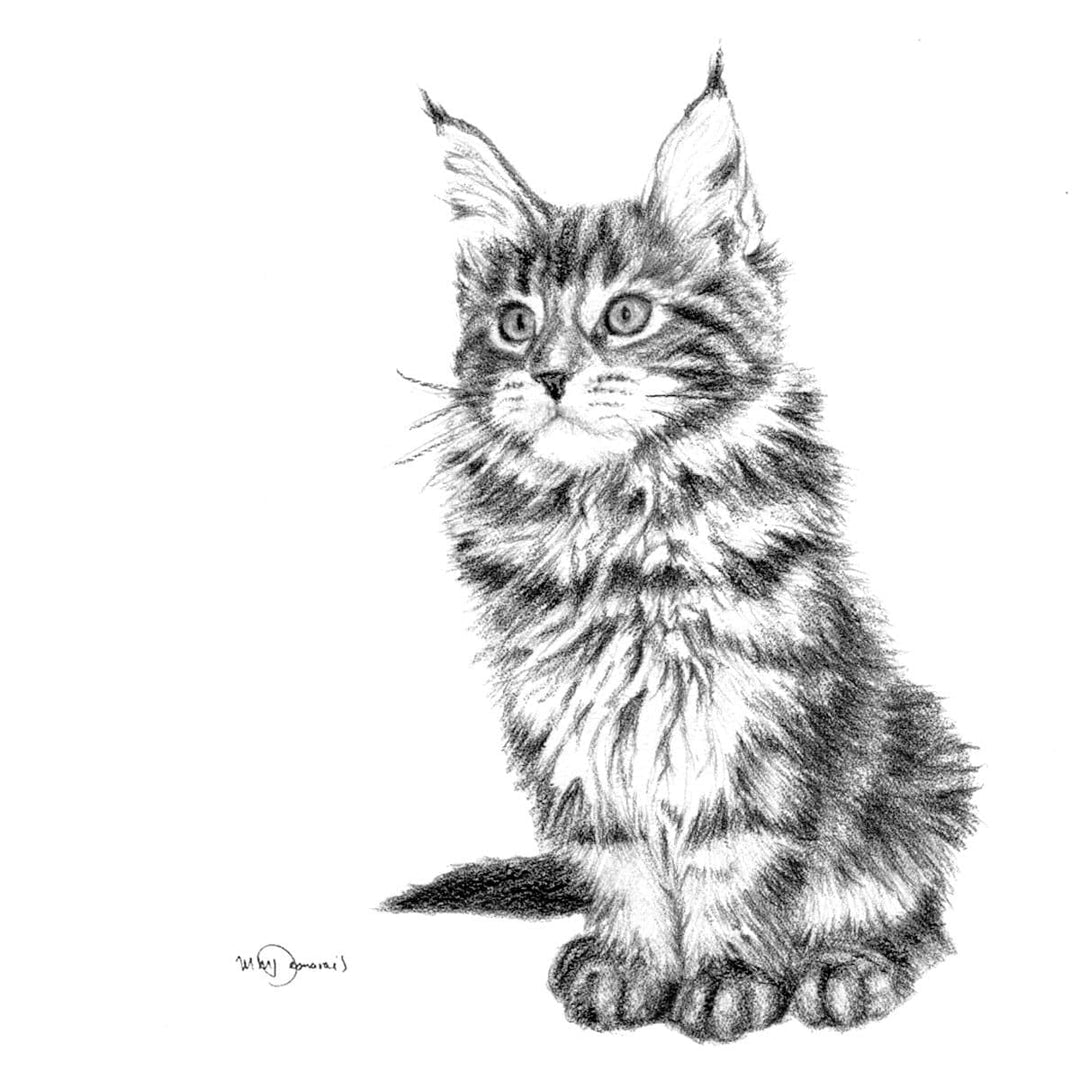Adorable Chat -  animaux noir et blanc