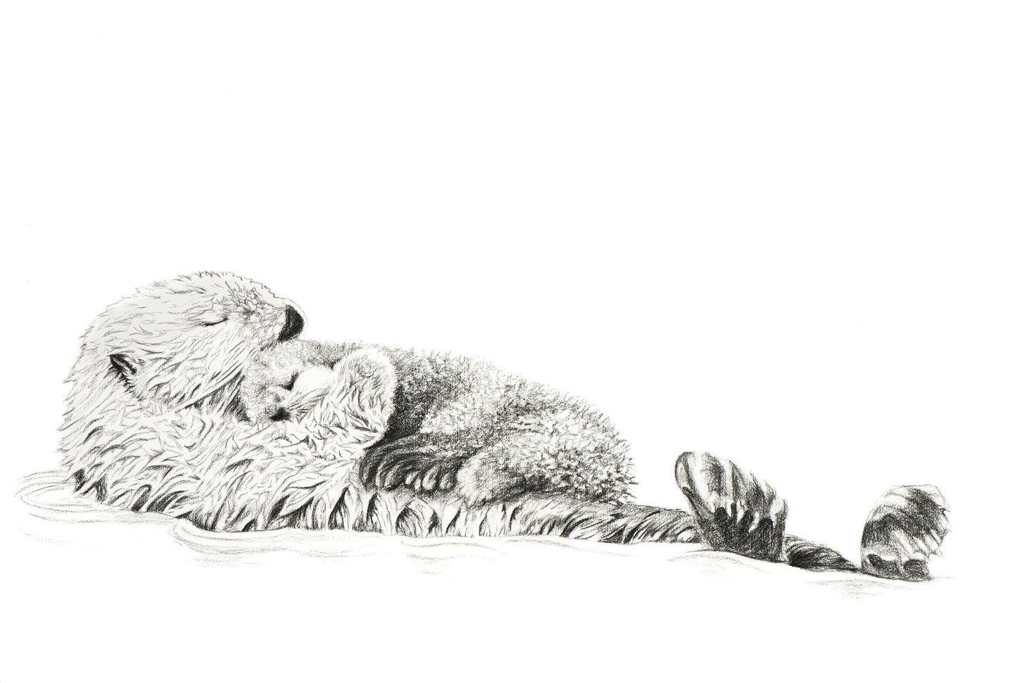 Maman Loutre avec son petit - animaux noir et blanc