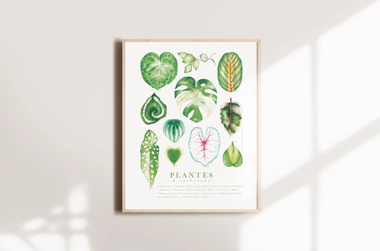 Feuilles plantes d'intérieur
