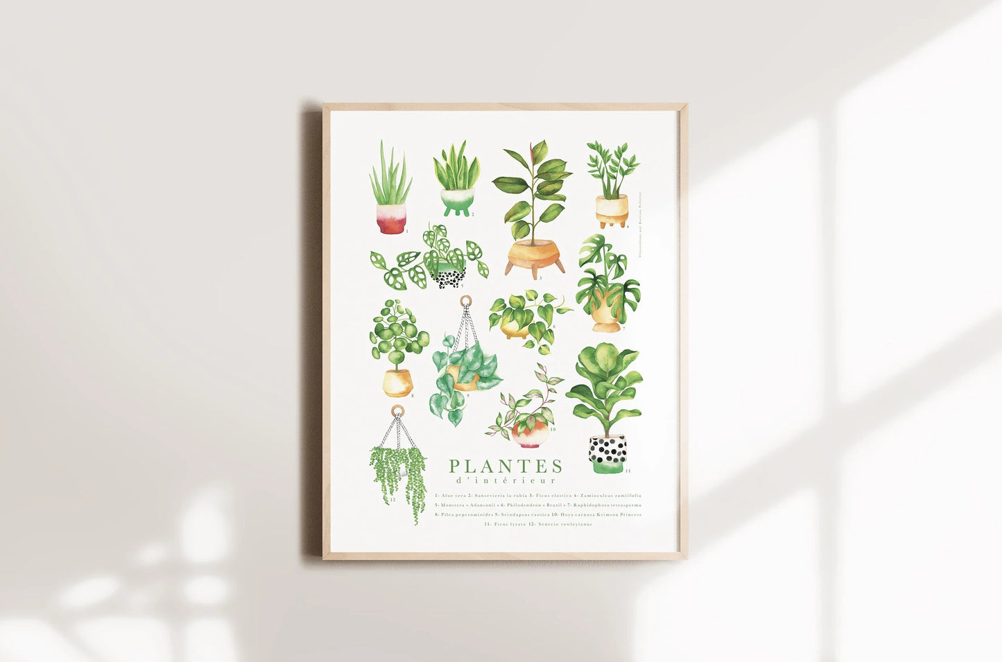 12 plantes d'intérieur