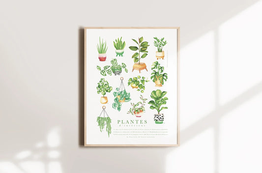 12 plantes d'intérieur