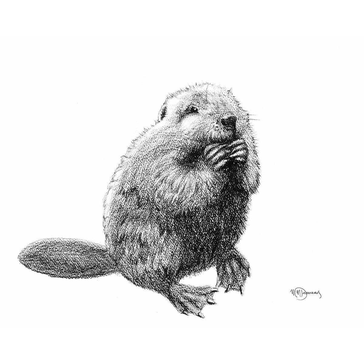 Bébé castor -  animaux noir et blanc